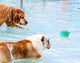 Dog swimming Toy