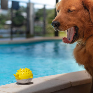 Dog Swimming Toy | Summer Electric Pet Floating Water Spray Toy